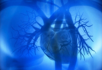 Image of human heart